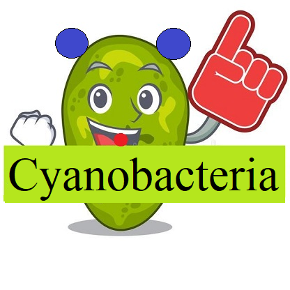 Phycoerythrin